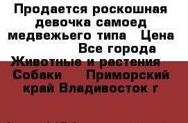 Продается роскошная девочка самоед медвежьего типа › Цена ­ 35 000 - Все города Животные и растения » Собаки   . Приморский край,Владивосток г.